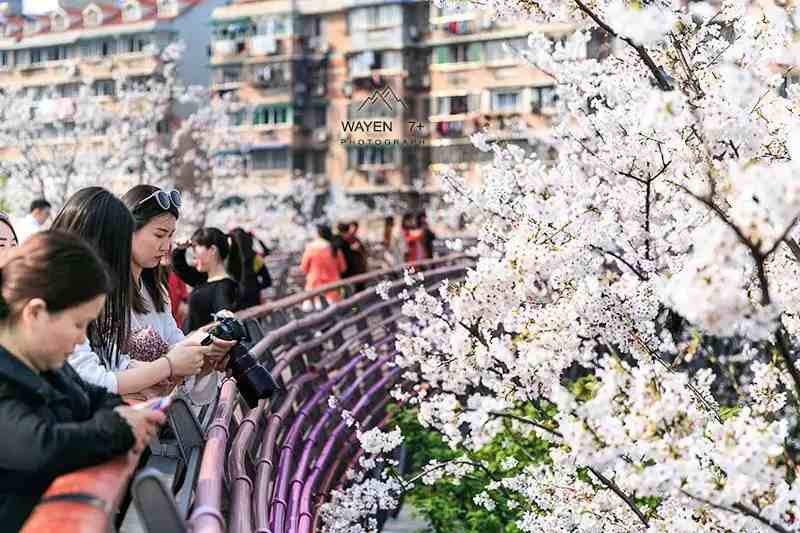 宁波樱花|宁波这10个最美赏樱地