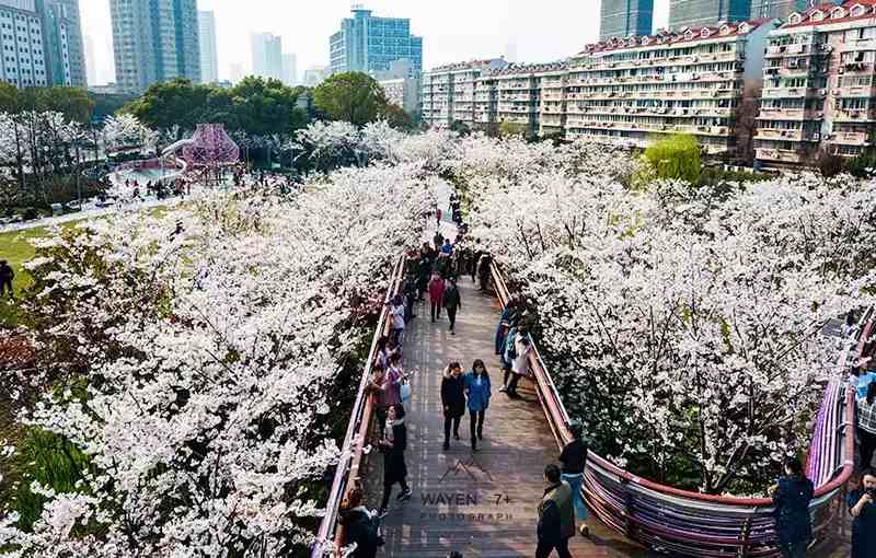 宁波樱花|宁波这10个最美赏樱地