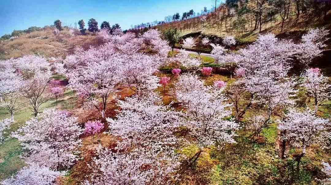 宁波樱花|宁波这10个最美赏樱地