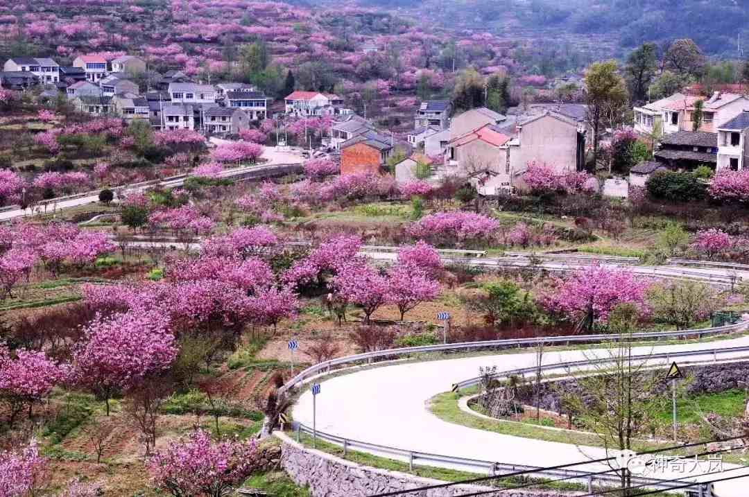 宁波樱花|宁波这10个最美赏樱地