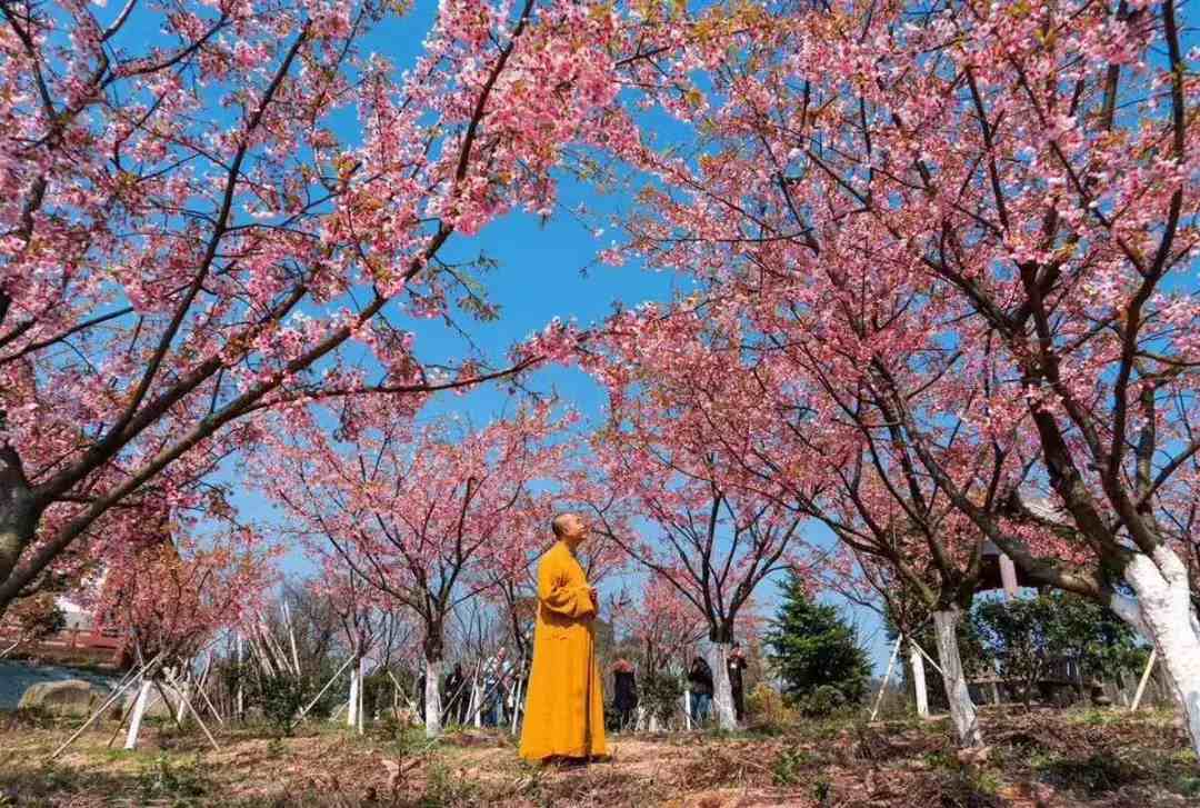 宁波樱花|宁波这10个最美赏樱地