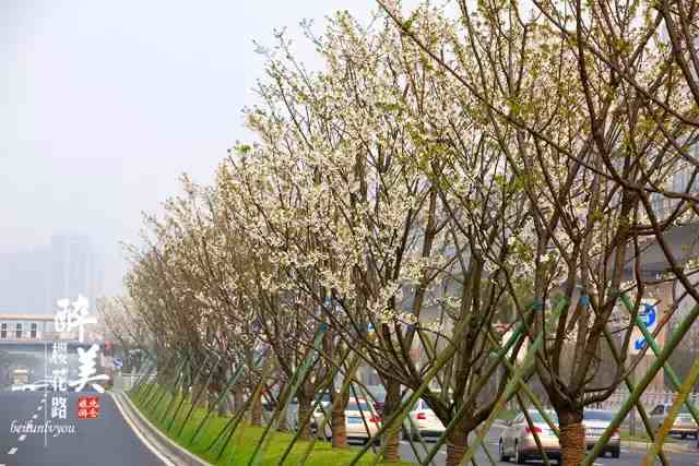 宁波樱花|宁波这10个最美赏樱地