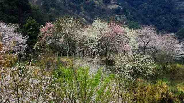 宁波樱花|宁波这10个最美赏樱地