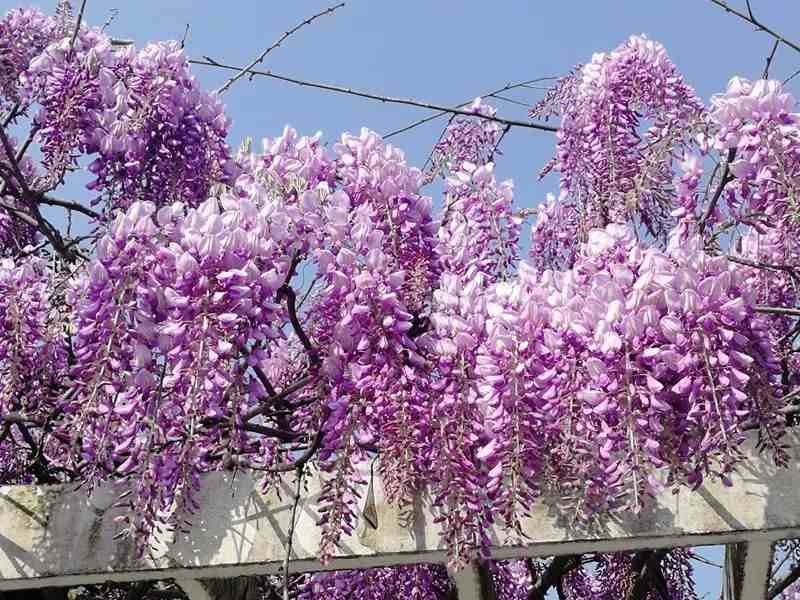紫藤花开如瀑，快去上海这些地方赏花