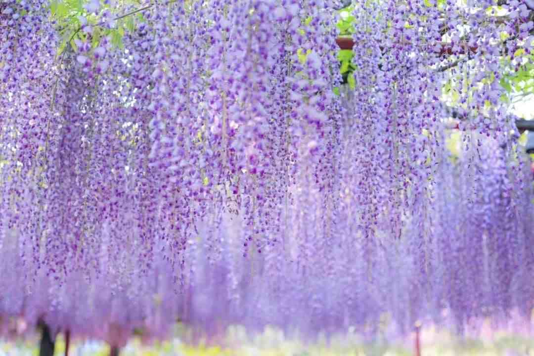 紫藤花开如瀑，快去上海这些地方赏花