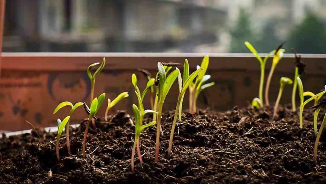 波斯菊种植方法|天气暖和开始播种繁殖波斯菊