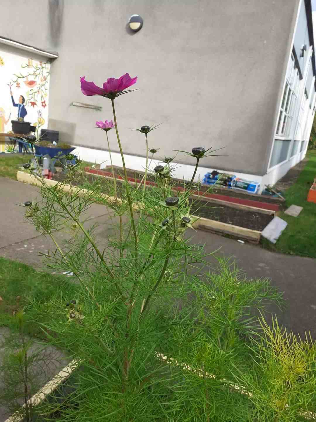 波斯菊种植方法|天气暖和开始播种繁殖波斯菊