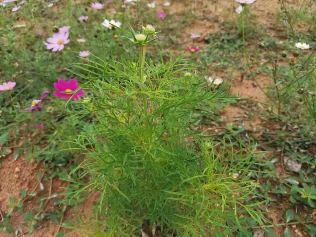 波斯菊种植方法|天气暖和开始播种繁殖波斯菊