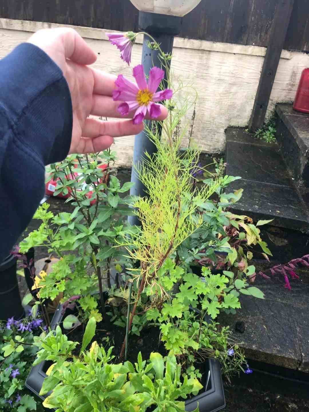 波斯菊种植方法|天气暖和开始播种繁殖波斯菊