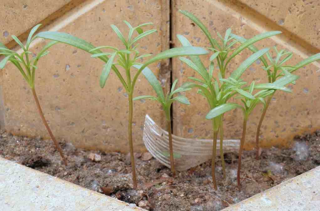 波斯菊种植方法|天气暖和开始播种繁殖波斯菊