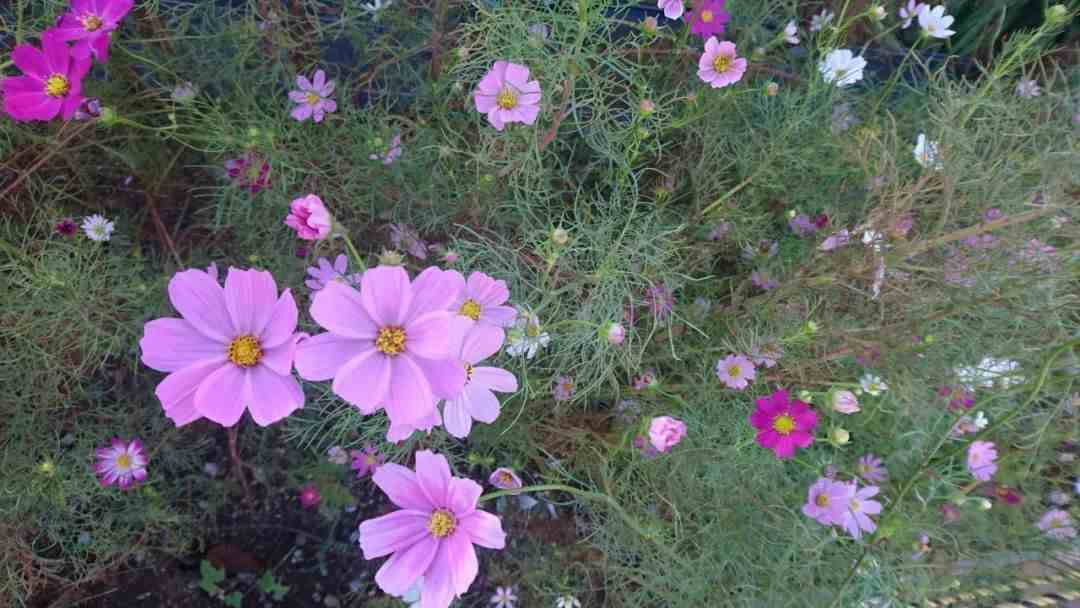 波斯菊种植方法|天气暖和开始播种繁殖波斯菊