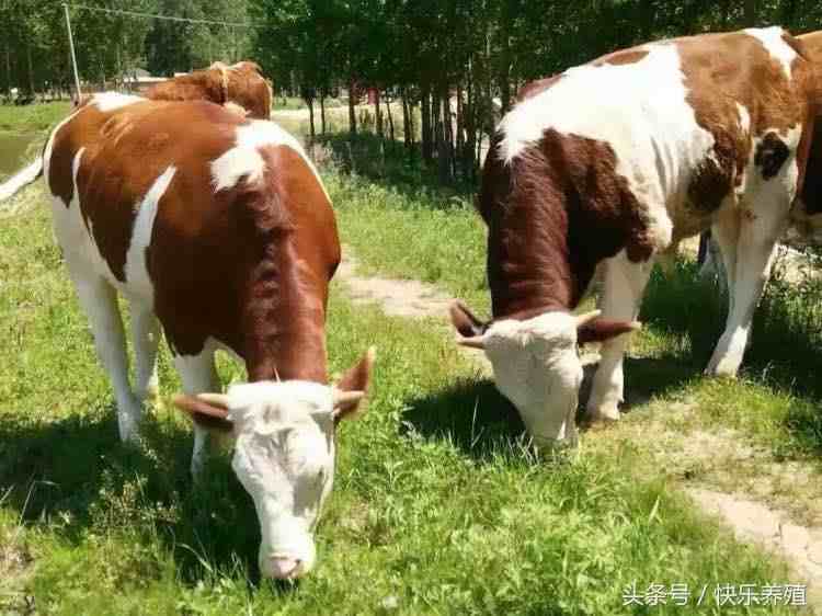 农村养牛的成本与利润分析，一头牛可以赚六千？