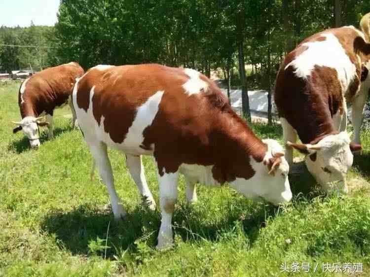 养牛成本|农村养牛的成本与利润分析