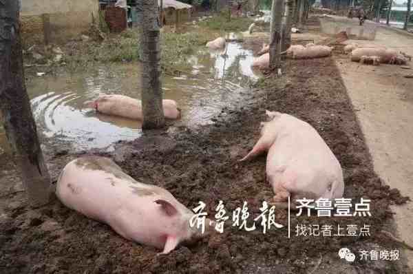 山东寿光遭遇罕见暴雨多村庄被淹，两位失踪的英雄至今还未归队！