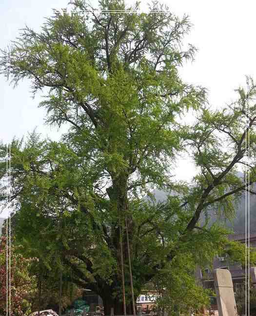 门头沟的西峰寺，你来过这里吗？