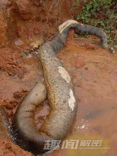 辽宁挖出140岁17米长蛇精是真的吗?