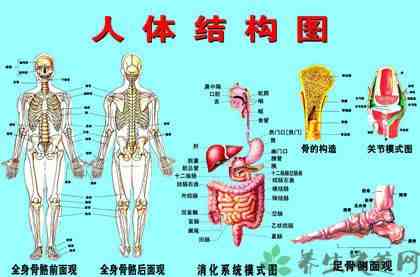 器官分布图|人体五脏六腑器官分布图