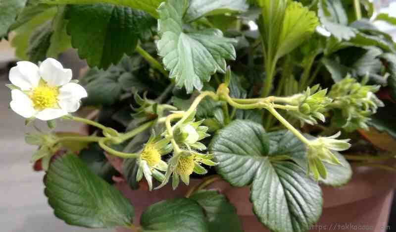 阳台盆栽草莓种植攻略，从幼苗、开花到结果，全过程指导