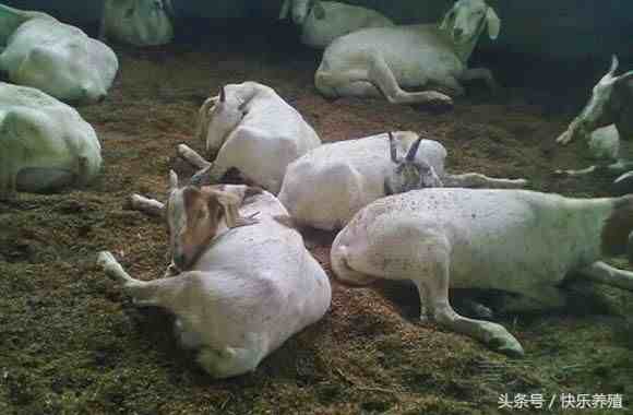 发酵床养羊|发酵床养羊，省事又保暖
