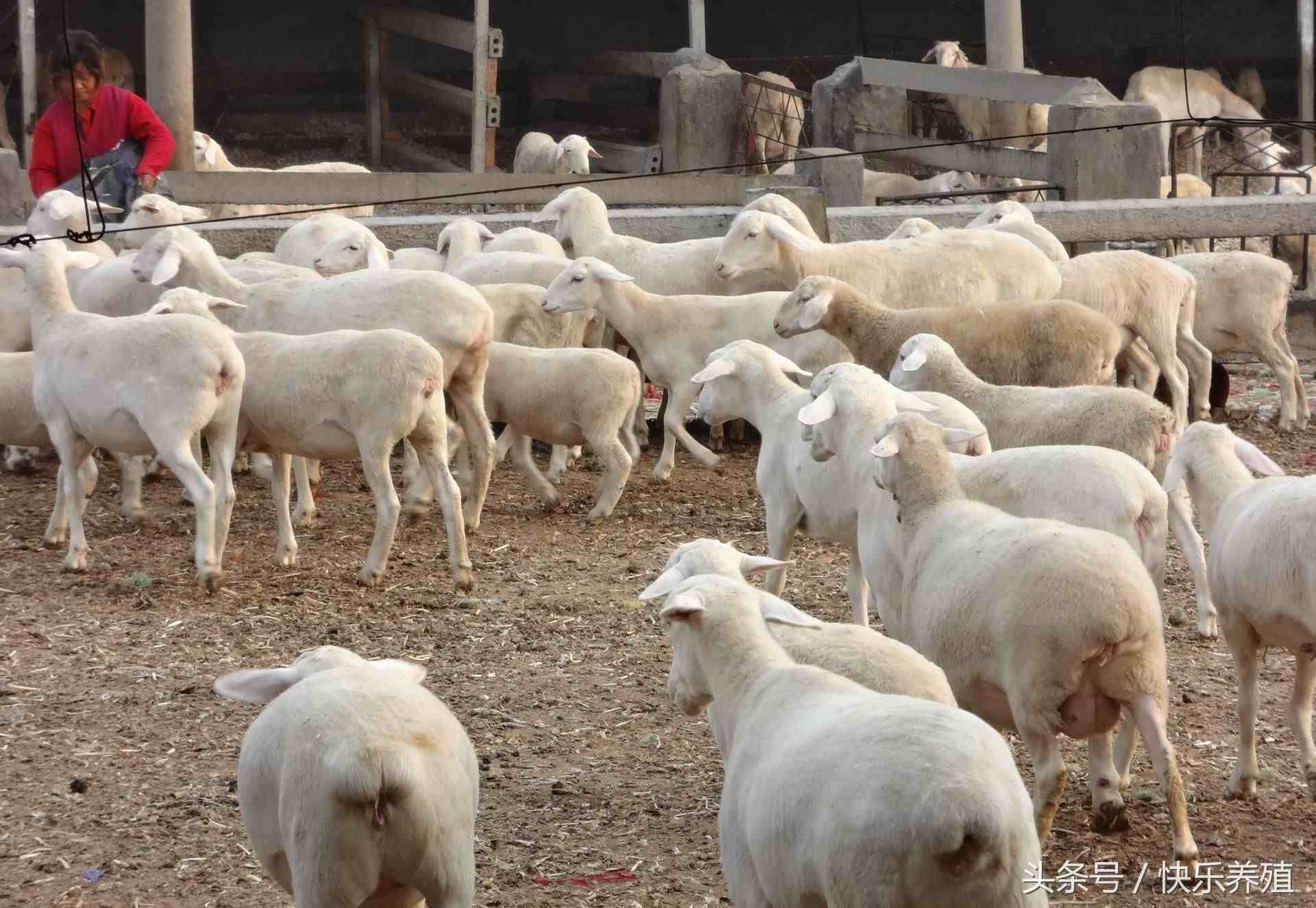 发酵床养羊|发酵床养羊，省事又保暖