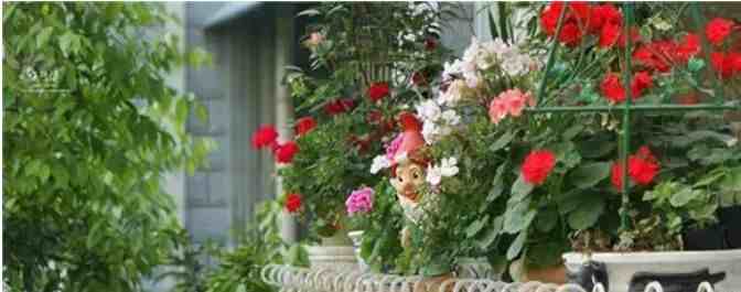 花友分享：玫瑰小屋的迷你窗台