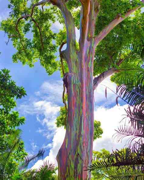 奇特的树|世界上最怪异的十种树