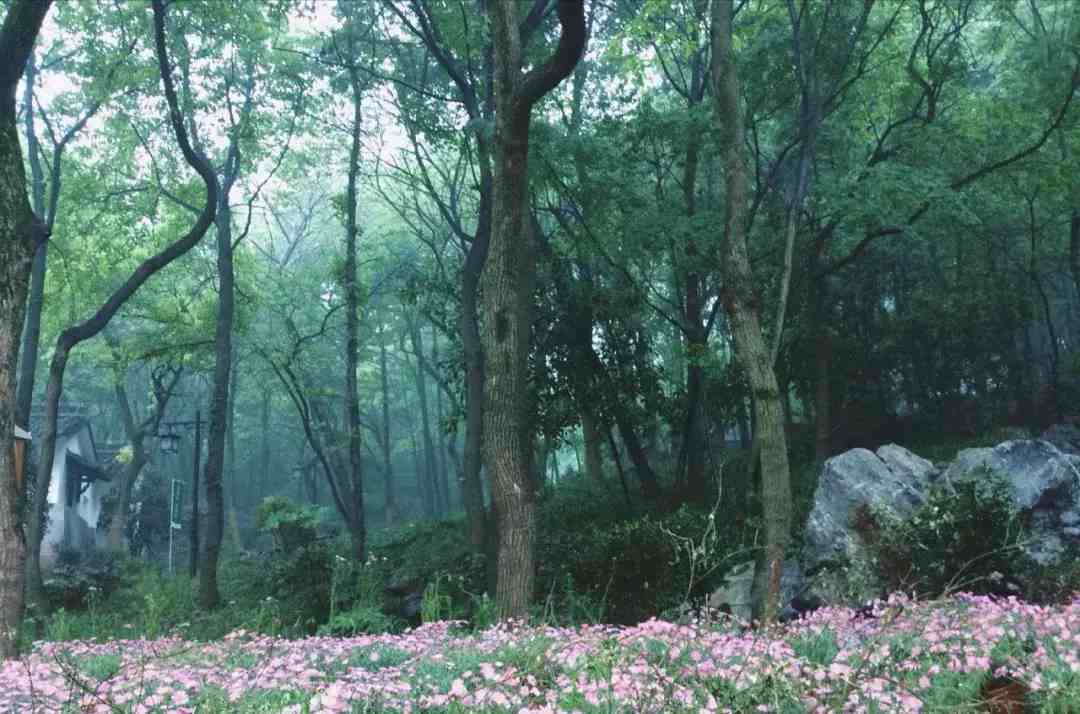 杭州龙井问茶|龙井问茶，你可以这么“问”