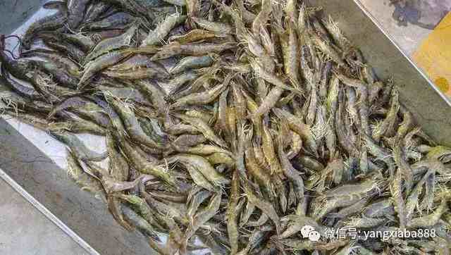 海虾养殖|海虾这样养殖，经济效益高！