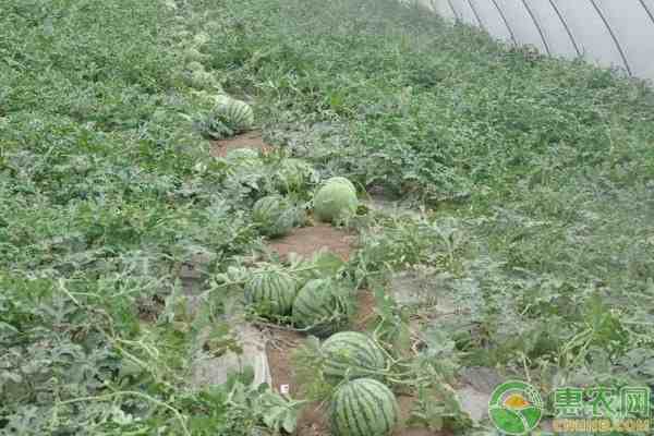 露天西瓜种植技术|露地西瓜种植管理技术要点