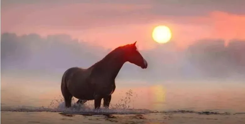 骑马是没有翅膀的飞行——关于马的10条谚语和名言