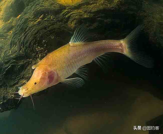 云南鱼类名录图片
