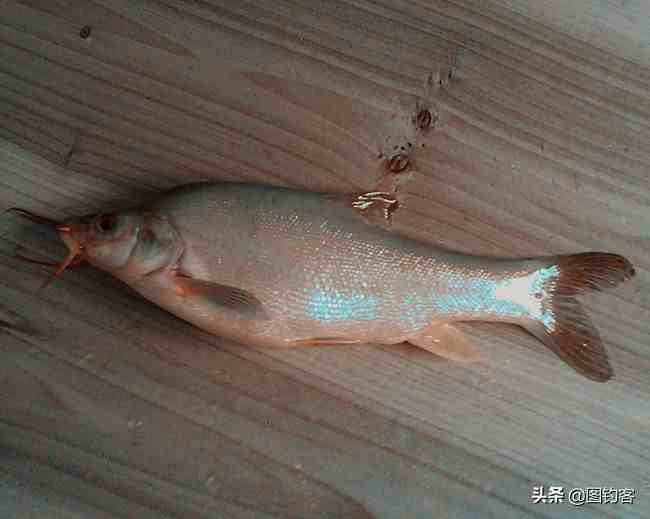云南四大名鱼之一，抚仙湖的金线鲃，金线鲃有哪些种类？
