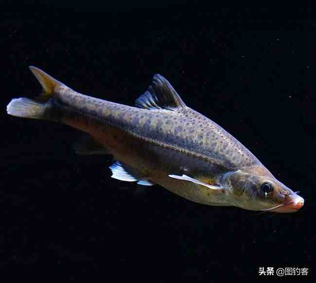 云南四大名鱼之一，抚仙湖的金线鲃，金线鲃有哪些种类？