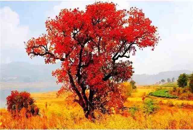最美秋色叶树种“乌桕”能火起来吗？