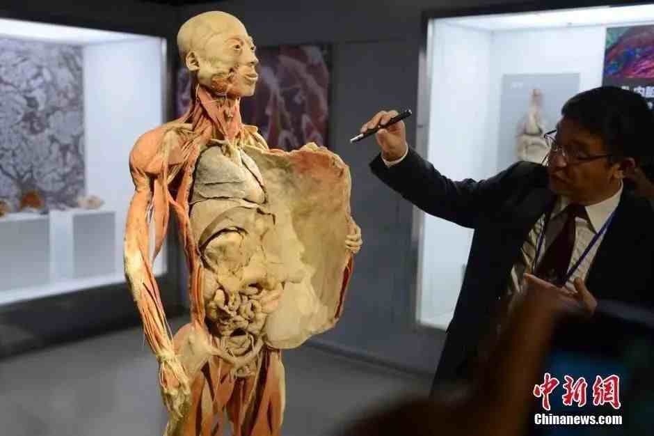 人体塑化标本——“活着”的尸体？