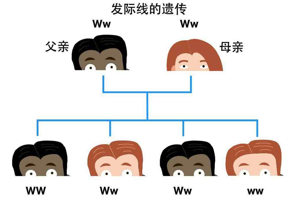 近亲交尾|为什么近亲交配在生物学上很危险？