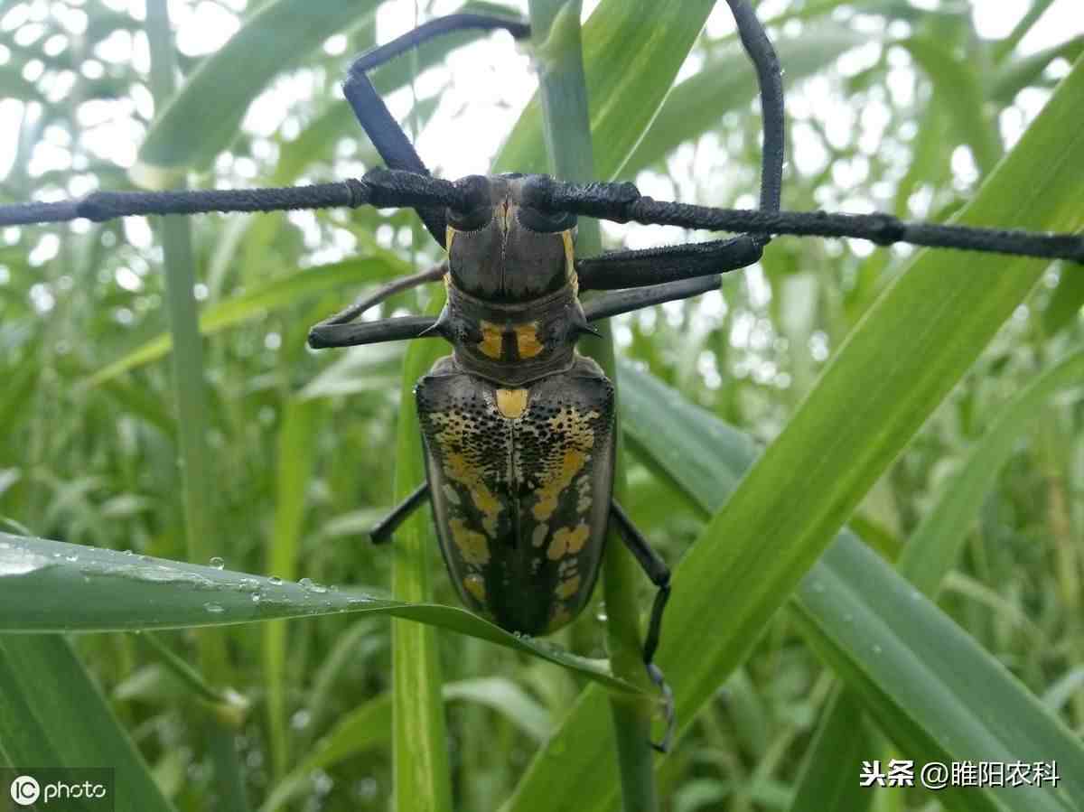 天牛防治|这个药才是防治天牛最好的药