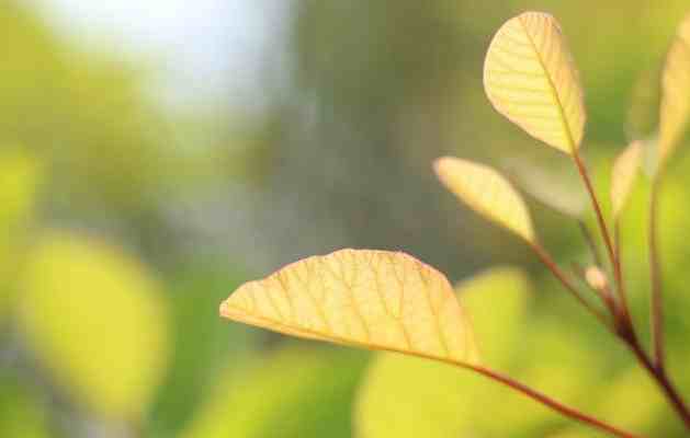 春暖花开的朋友圈说说|春暖花开的唯美句子