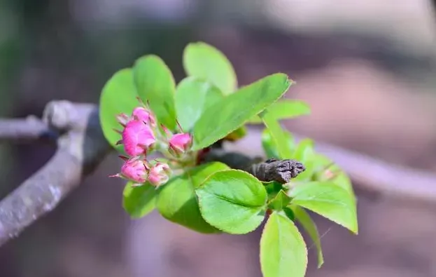 春暖花开的朋友圈说说|春暖花开的唯美句子