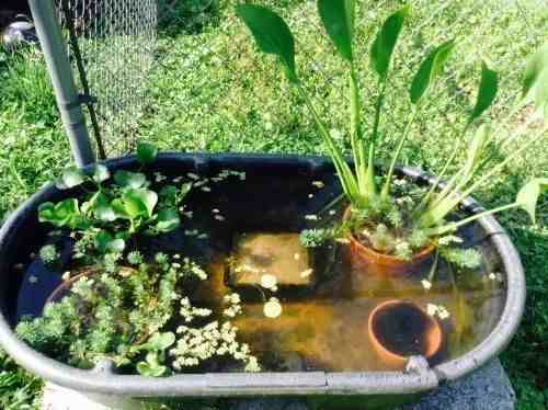 几种好看的水生植物，适合养成家里的观赏盆栽