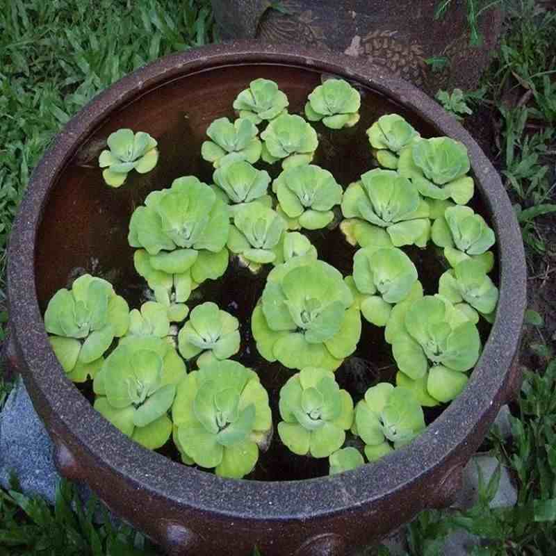 水生观赏植物|几种好看的水生植物