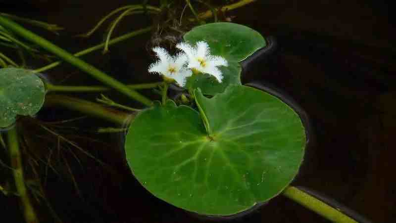 水生观赏植物|几种好看的水生植物