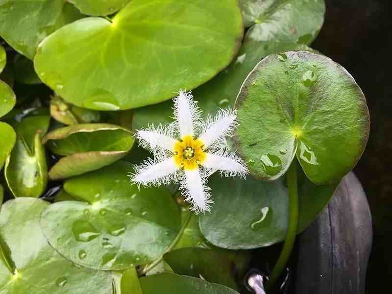 水生观赏植物|几种好看的水生植物