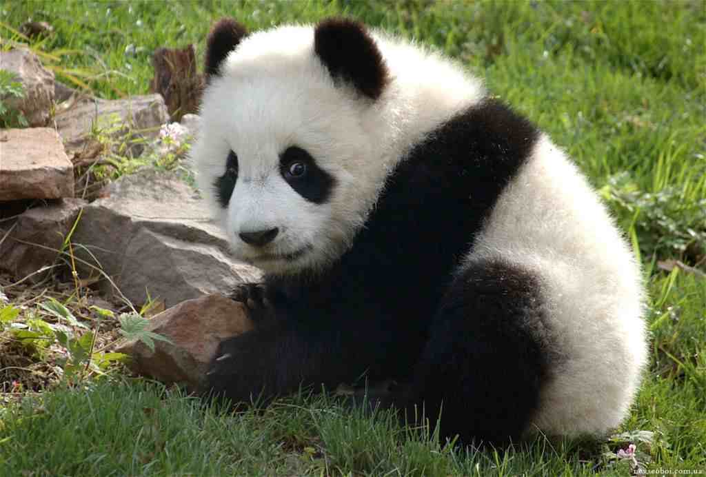 我国珍稀动物有哪些|盘点中国十大珍贵保护动物及其纪录片