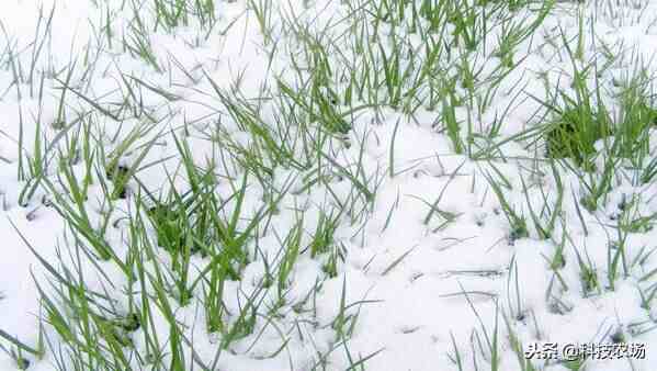 下雪对农事的好处|大雪时节的“雪”对土地和农作物的影响