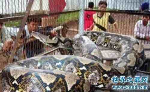 中国最大的蟒蛇|中国最大的蛇是什么样子
