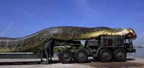 中国最大的蛇是什么样子的据说有55米长
