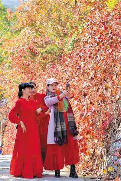 香山红叶观赏期开始 预计有6天高峰日
