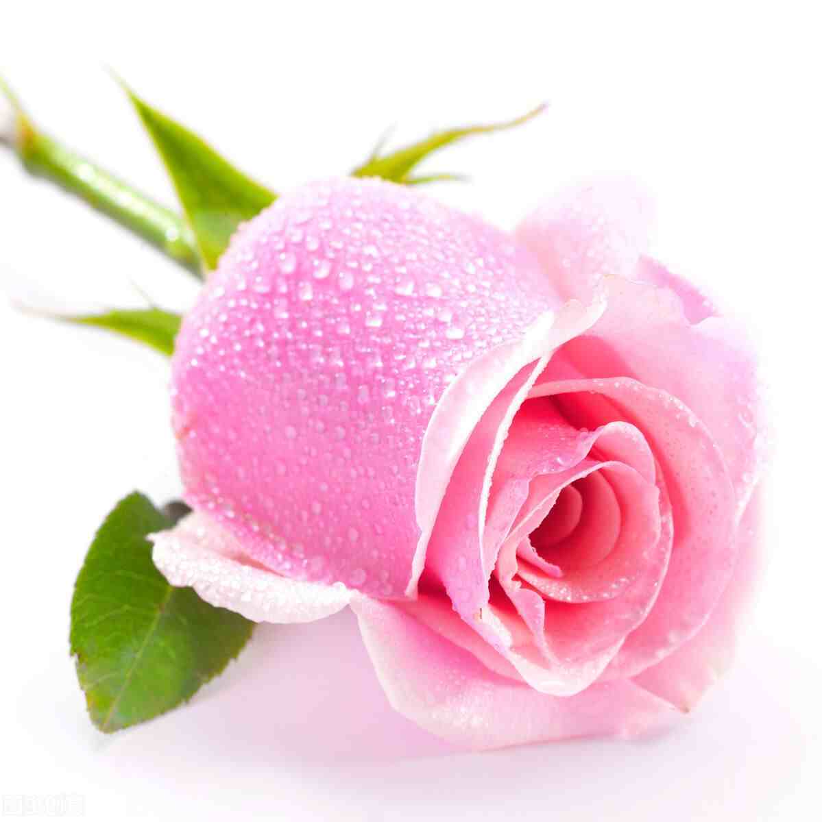 粉玫瑰的花语是什么？如何养护？做到5要点，开花又多又鲜艳