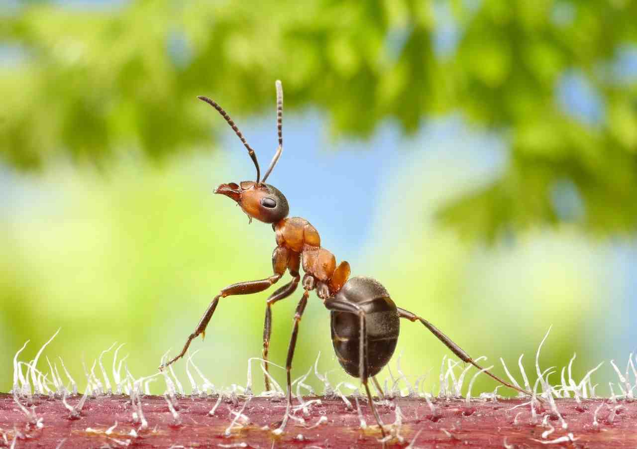 观察蚂蚁的日记|小学生优秀作文：小蚂蚁找信号
